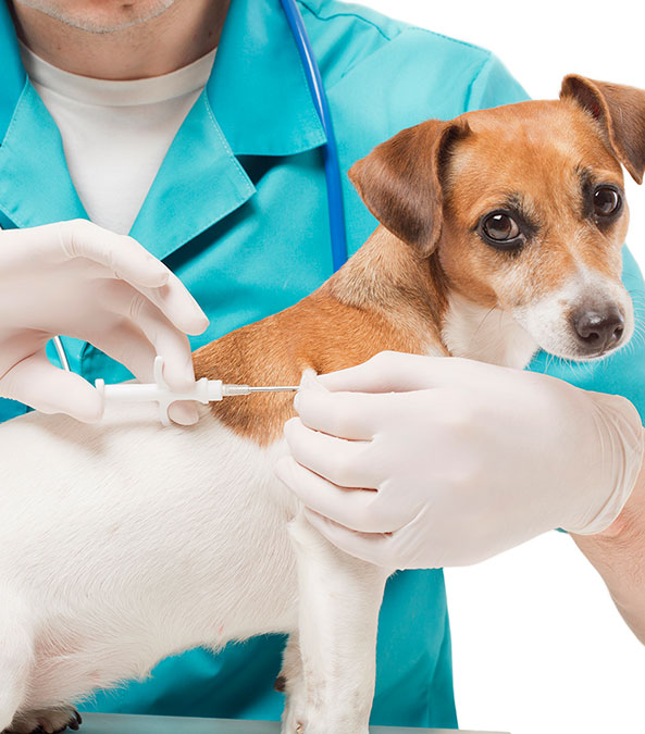veterinarian giving a shot to a small dog veterinarian giving a shot to a small dog